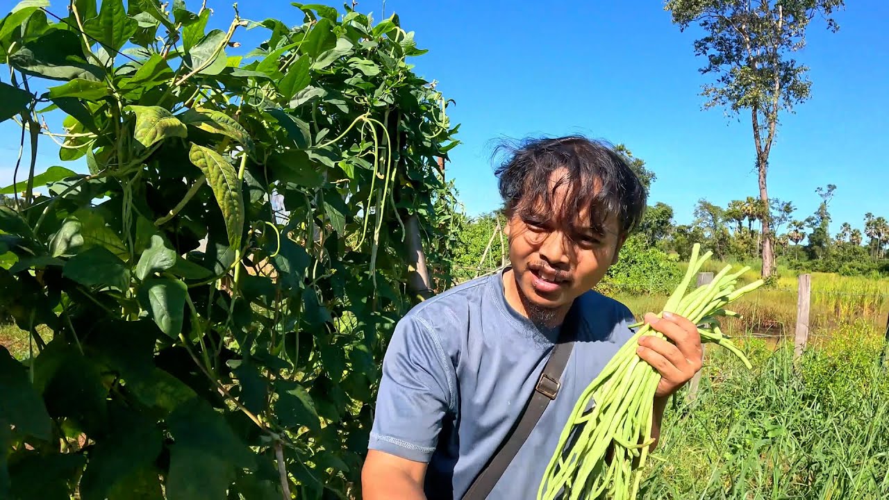 Planting Green Beans & Cooking a Simple Homemade Meal from My Garden