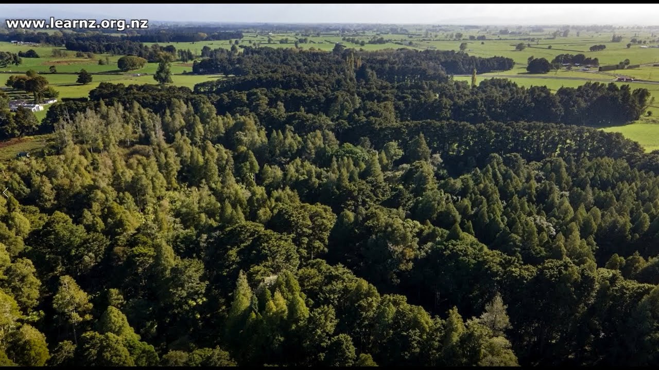 Protecting and restoring kahikatea country