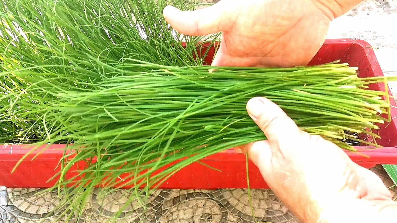 How to Grow Chinese Chives in pot  using seeds / RoofDeck Garden /Simply Gardening
