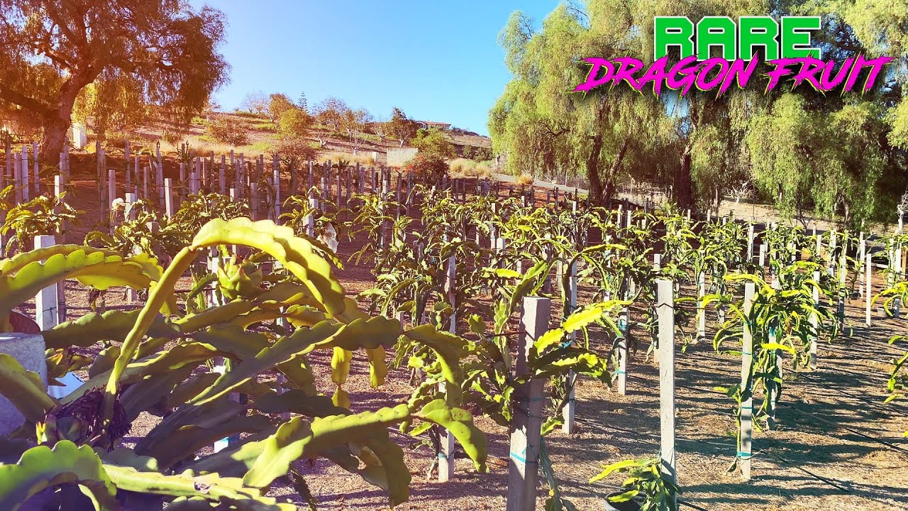 WALLACE RANCH Dragon Fruit Farm MEGA TOUR with NEVA DAY and JULIO ROBLES / Over 1 HOUR of DF POWER