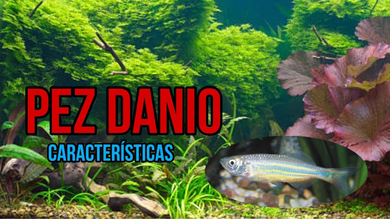 El Pez Danio y su variedad de tamaño