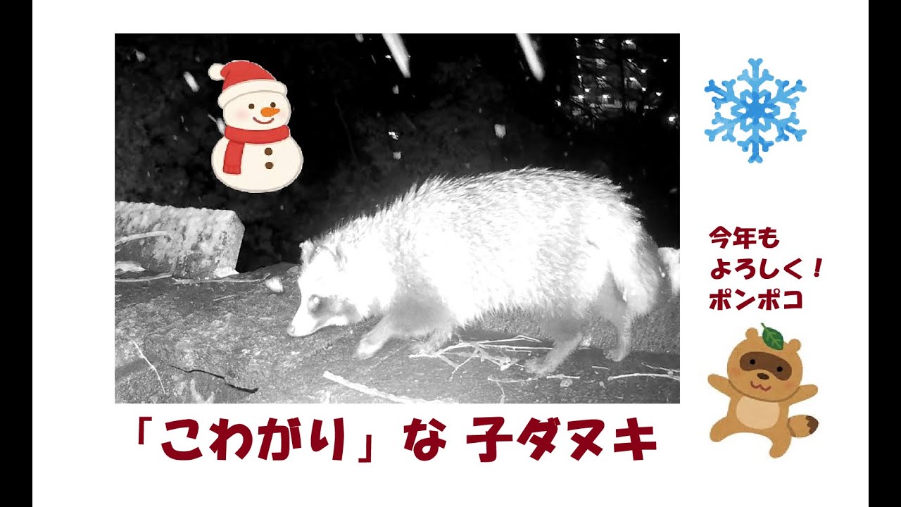 「こわがり」な子ダヌキ
