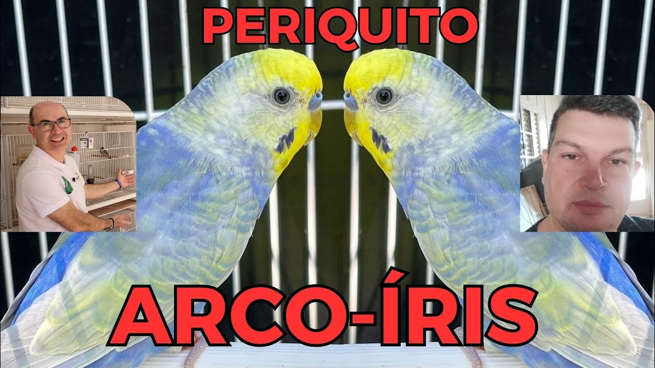 A IMPORTÂNCIA DOS PERIQUITOS ARCO-ÍRIS!!!Cortes da Live.