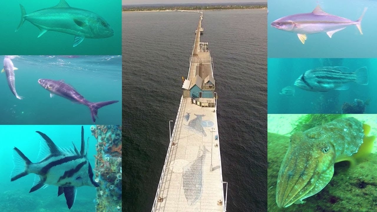 IFISH - Fishing the LONGEST JETTY in the Southern Hemisphere (we lost count of the species!)