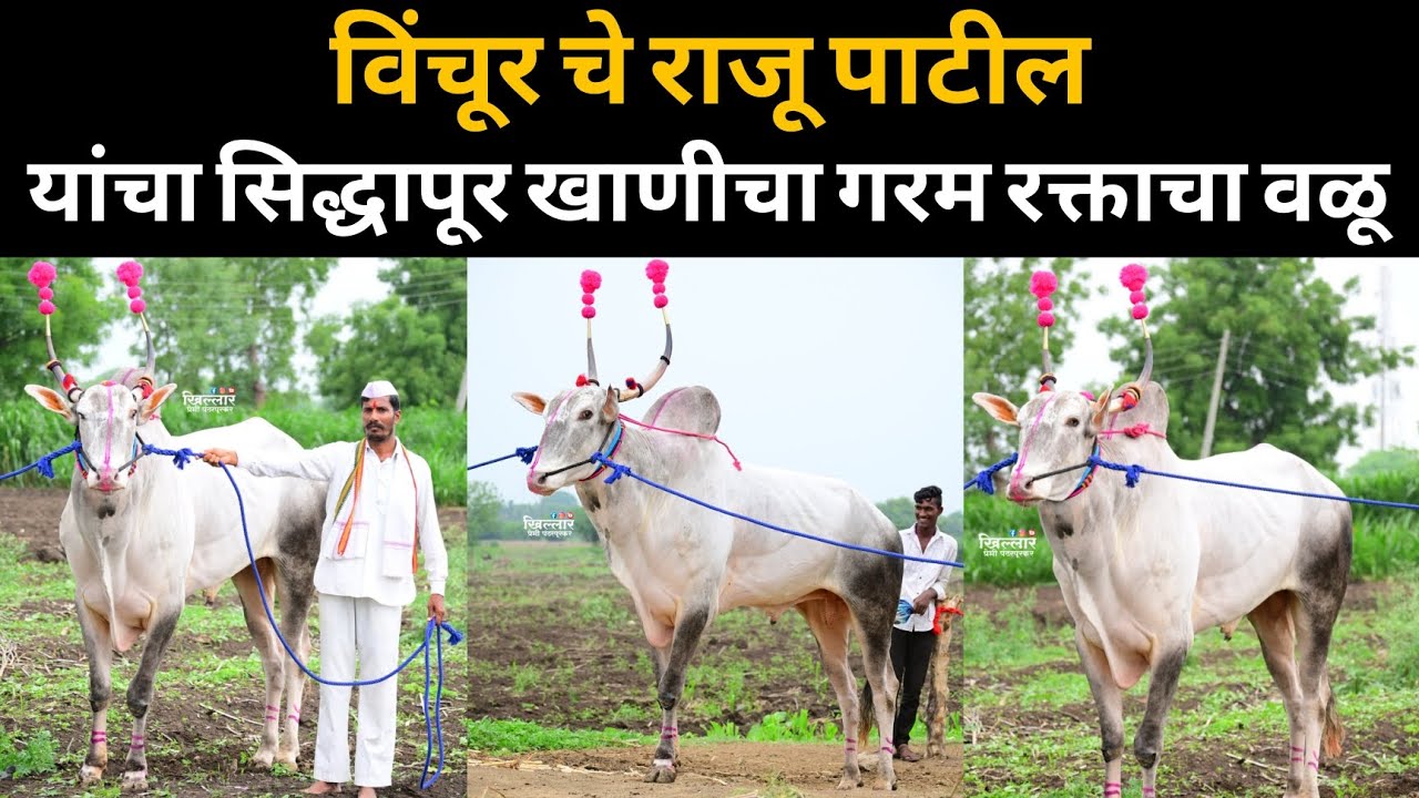 ♦️विंचूर चे राजू पाटील यांचा सिद्धापूर खाणीचा गरम रक्ताचा जातिवंत कोसा खिल्लार वळू