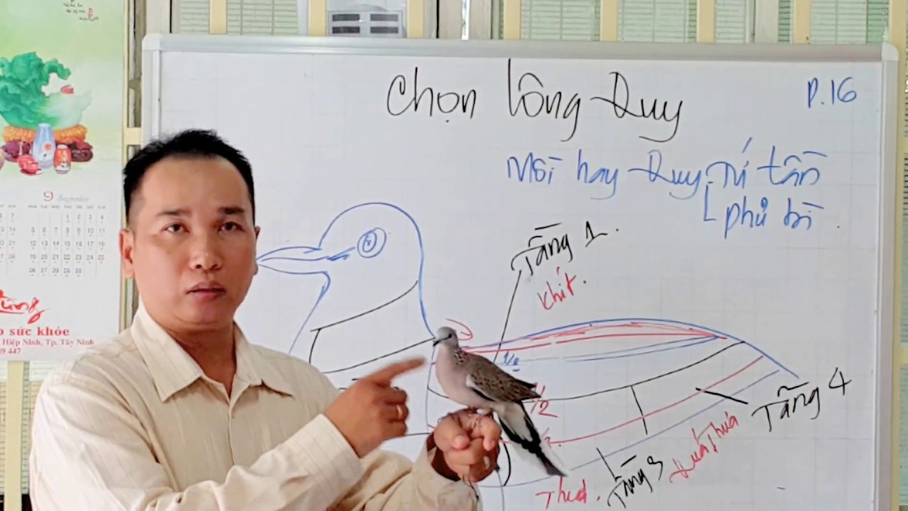 CHỌN CU MỒI HAY THEO QUAN ĐIỂM CỦA HỒNG SÂM P16