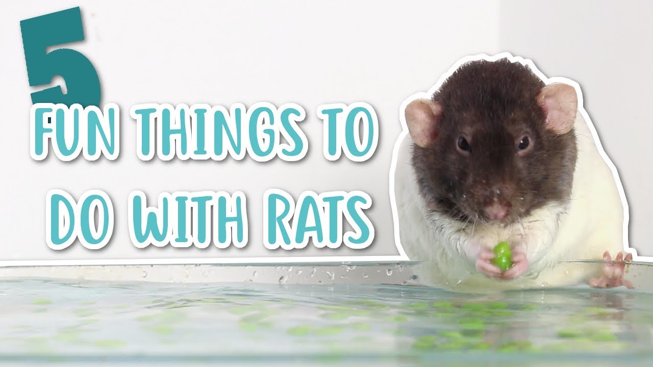 🐭 5 FUN THINGS TO DO WITH RATS 🐭