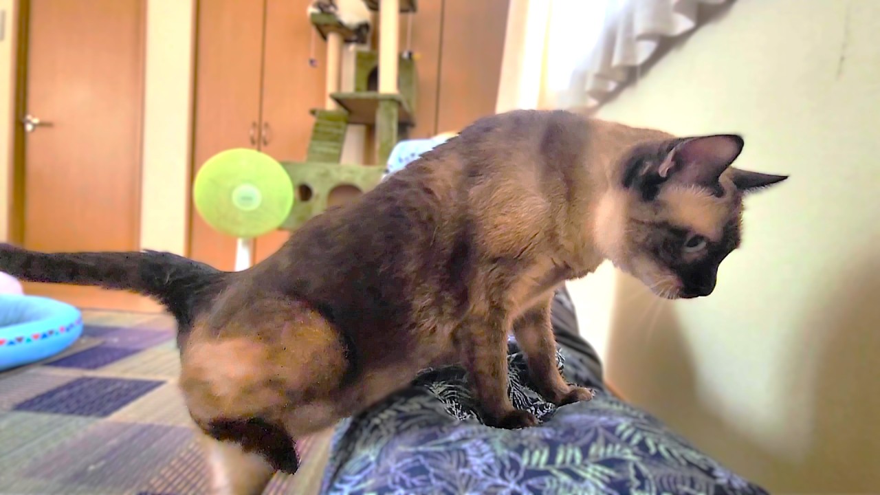 お腹に乗ってと声掛けると直ぐに乗って来て鼾をかいて爆睡するシャム猫👃