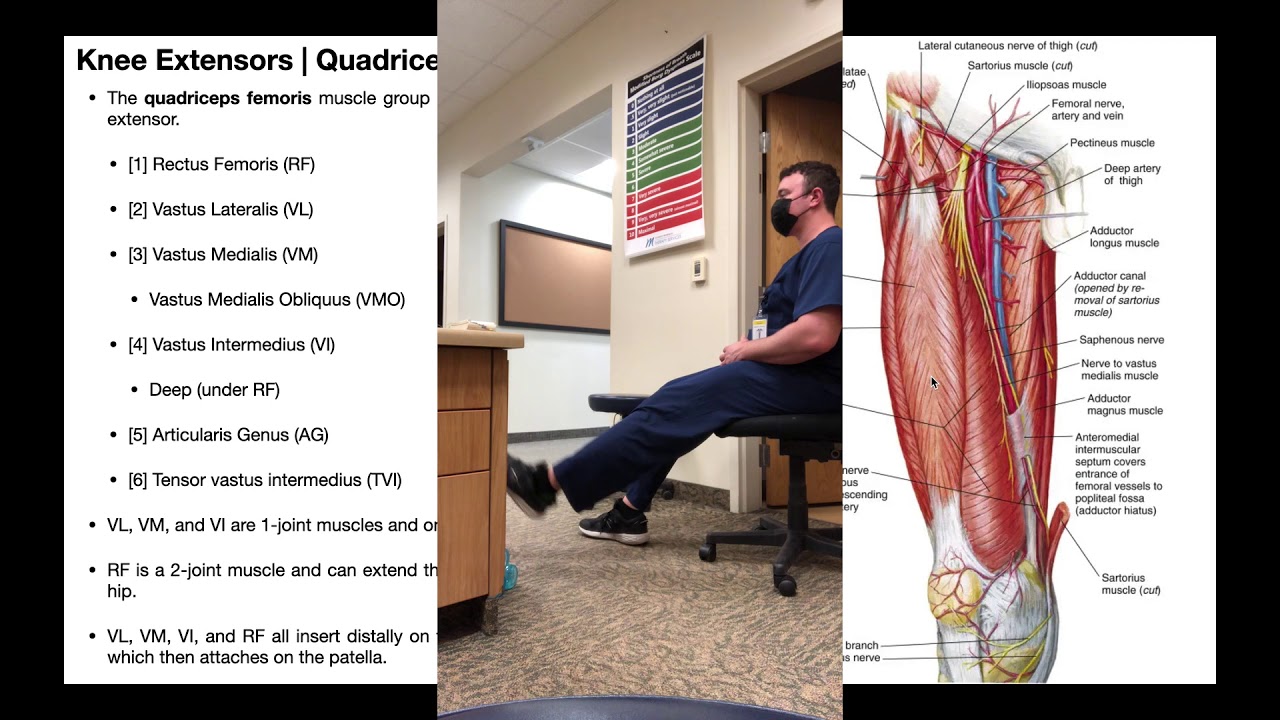 The Thigh | Muscles of the Anterior Compartment [Quadriceps]
