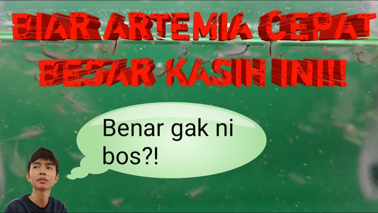 Apa Pakan Artemia?