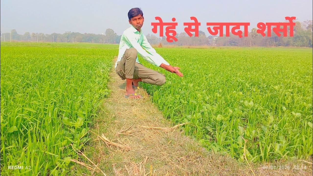 गेंहू से जदा शर्सो 