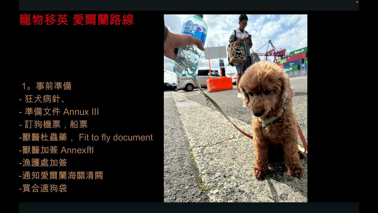 寵物 移民 英國 愛爾蘭路線  Coco 哥路線 都柏林 搭船 stena line