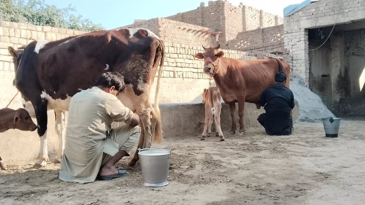  Cholistani Jersey Friesian Sahiwal cross Cow (03024029695)15 January 2026