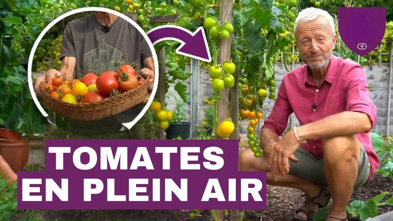 Récoltez des tomates sans bêchage : prospérez en climat tempéré !