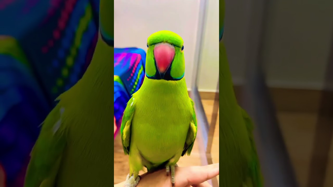Parrot sound