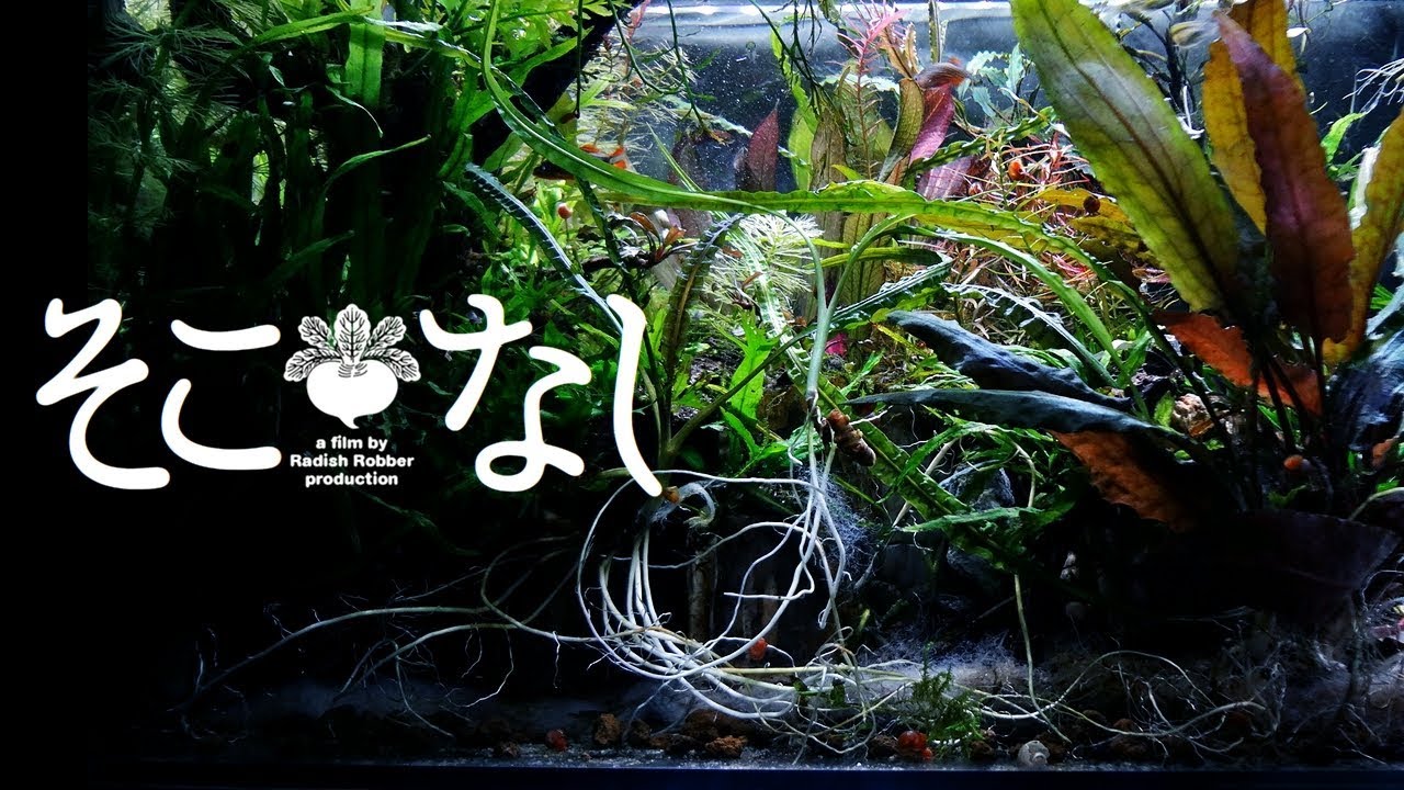 低床のない水草水槽（ｱｸｱﾘｳﾑ, ﾚｲｱｳﾄ変更）