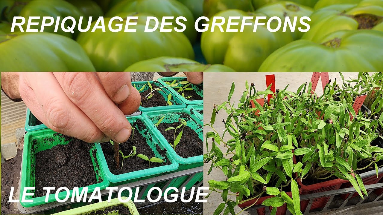 comment repiquer les greffons de tomates