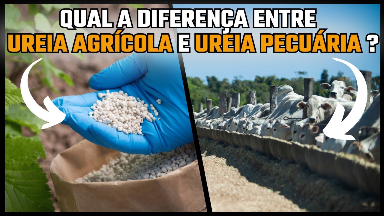 QUAL A DIFERENÇA ENTRE A UREIA AGRÍCOLA E A UREIA PECUÁRIA ??