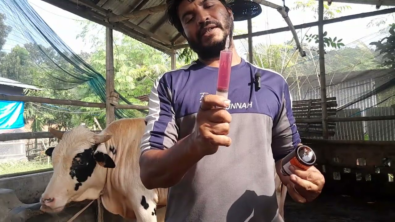 ষাঁড় গরুকে ভিটামিন ইনজেকশন প্রদান