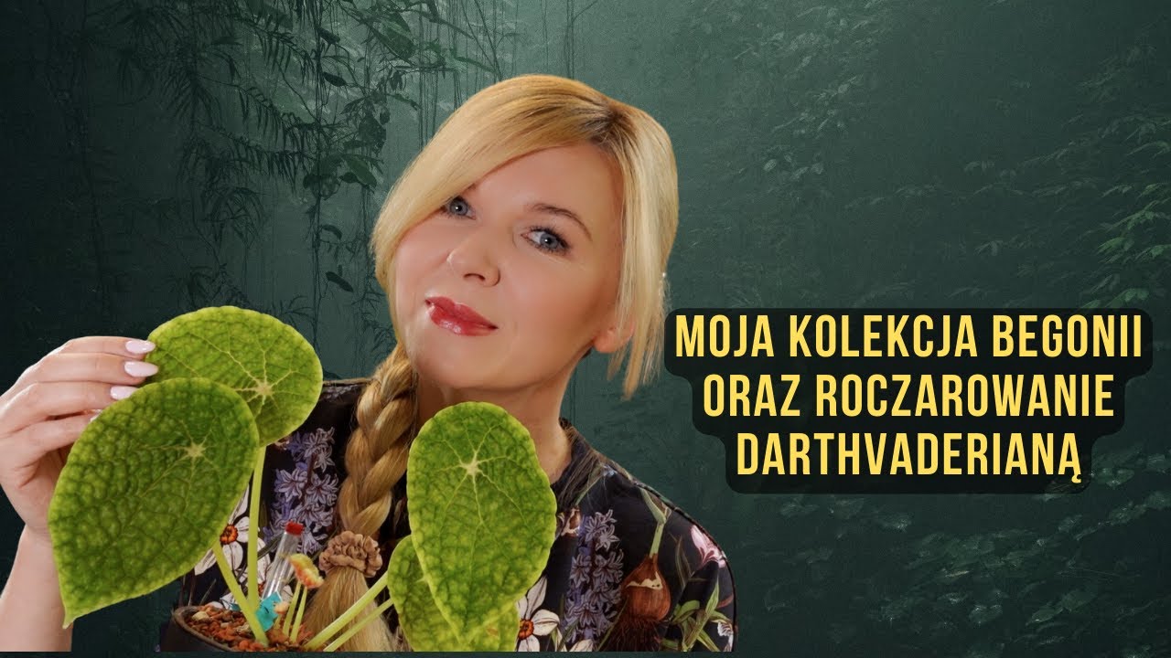 Moja kolekcja begonii - od zwyklaczków po terrarystyczne perełki