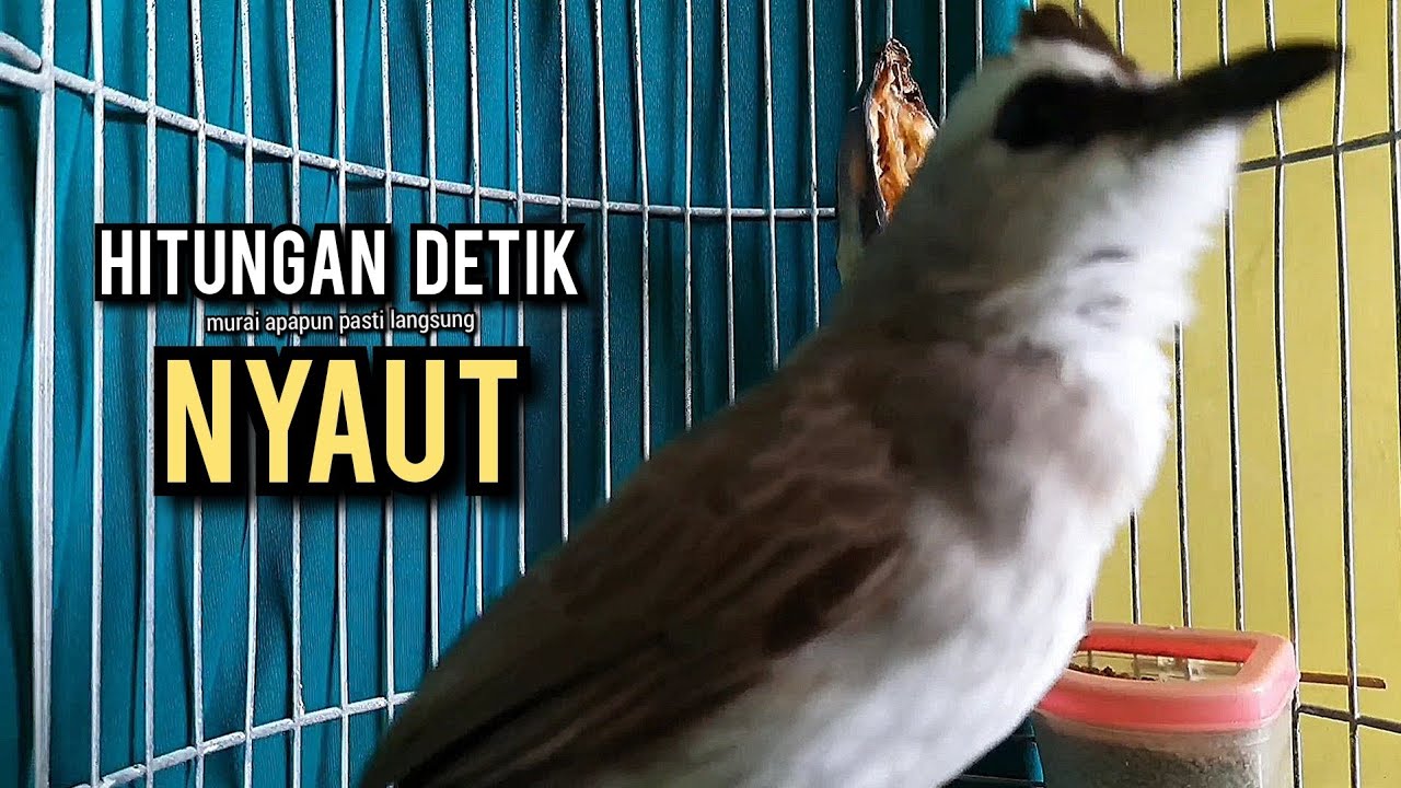 trucukan gacor ROPEL PANJANG buat pancingan trucukan agar bunyi JADIKAN burung trucuk gacor NYAUT