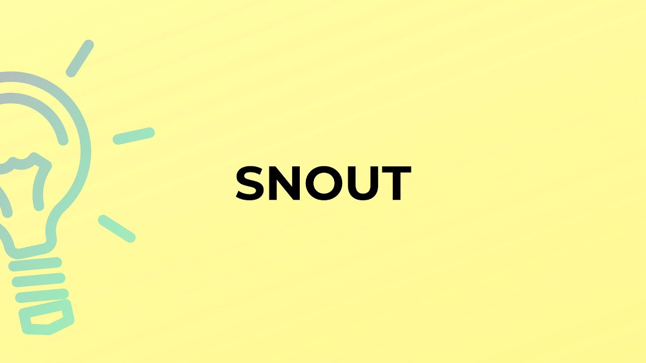 What is the meaning of the word SNOUT?