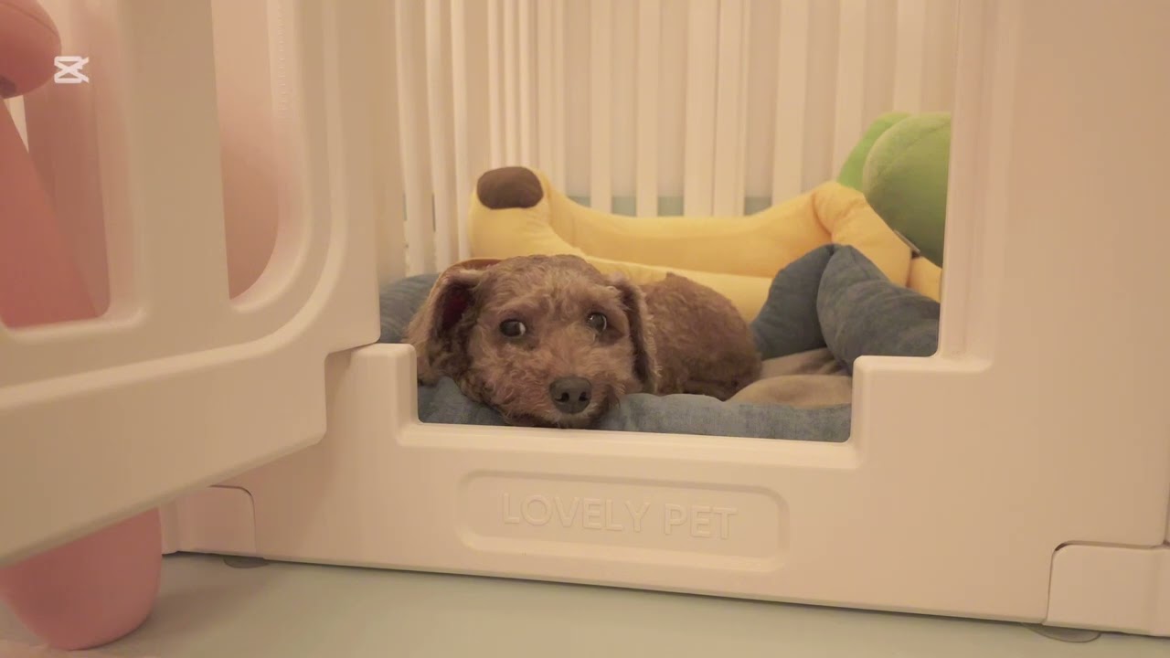 Eyes getting heavy... 💤 Sleepy Toy Poodle vibes