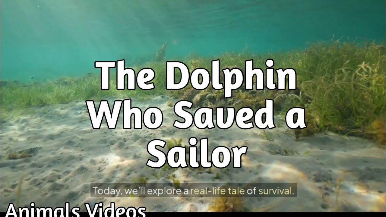 The Dolphin Who Saved a Sailor, Animals Videos😍