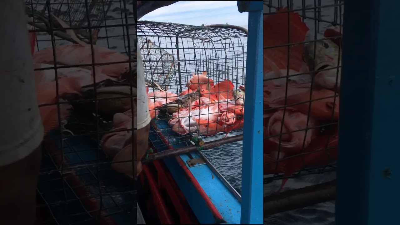 Hasil Bubu Ikan Laut‼️ Ikan Kakap merah #fishtrap