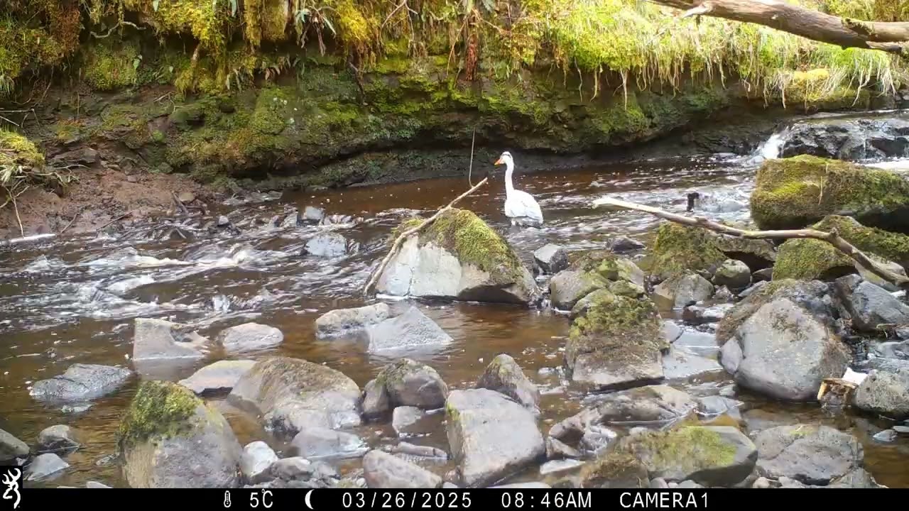 Silent Hunters: Grey Herons Wading Through The Rivers When Low Looking For Fish | Wildlife of Skye