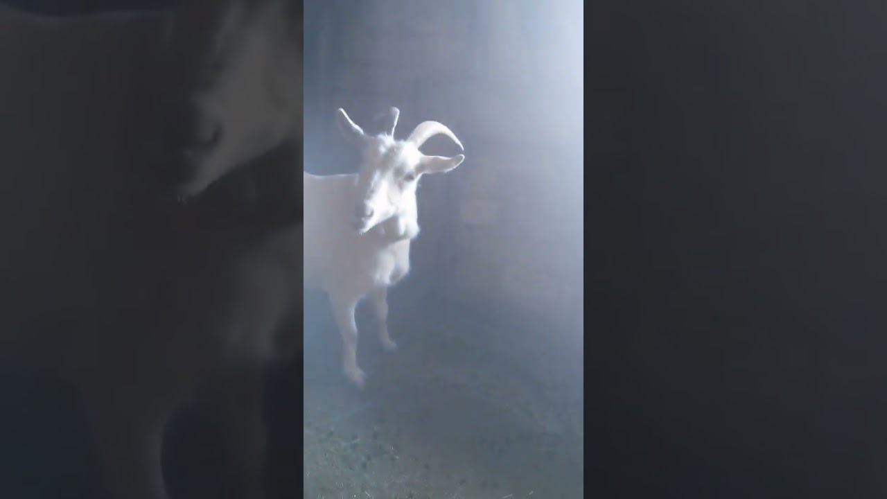 Dede min ve babane min çifligi