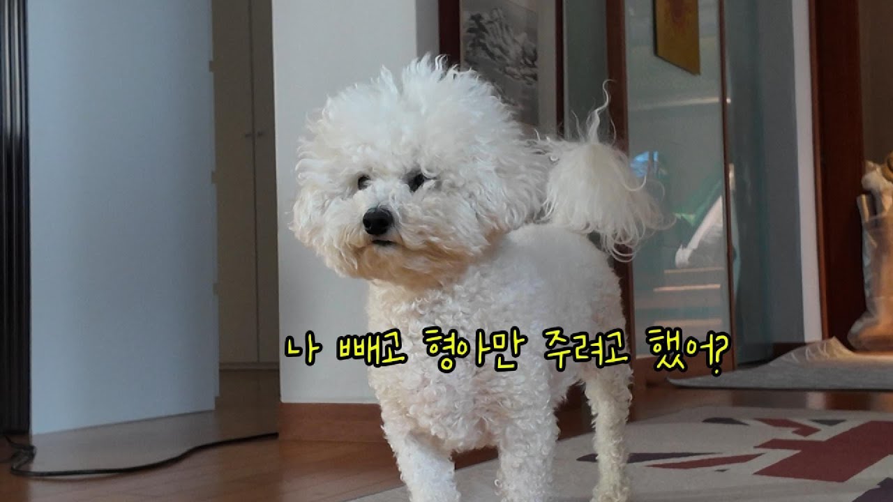 자다 깬 강아지들의 조용한 오후