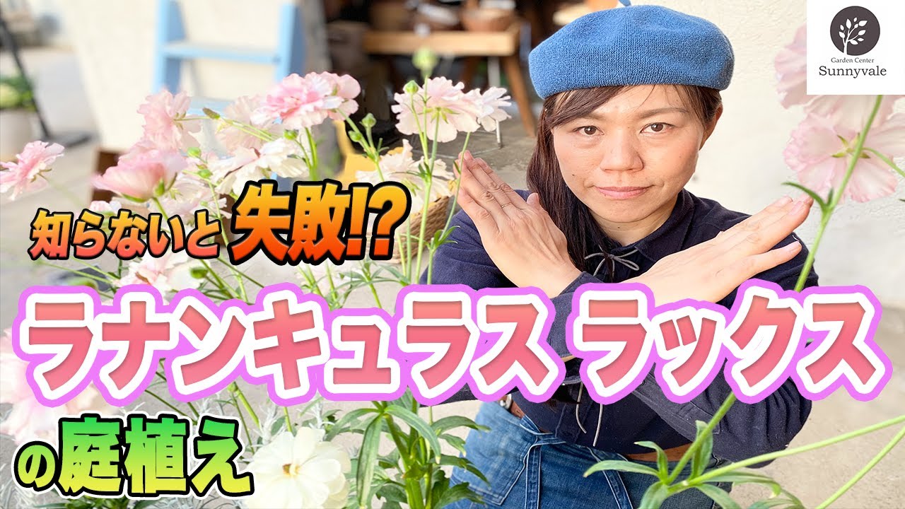 【ラナンキュラスラックスの全て】失敗しない植え付け方法と管理について解説します！【庭】【花壇】【ガーデニング】＃76