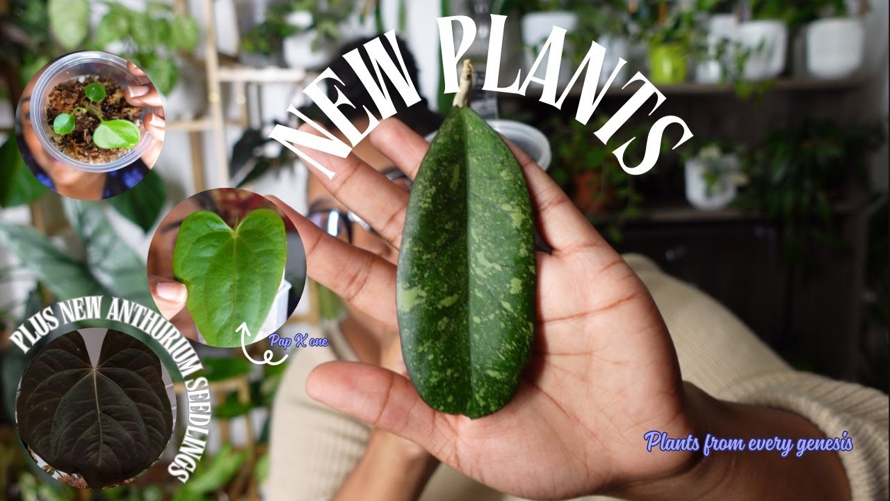 I have a LOT of new plants to show you 👀💕 ( 10 Rare New Plants!! )🪴| ETSY VS PALMSTREET |