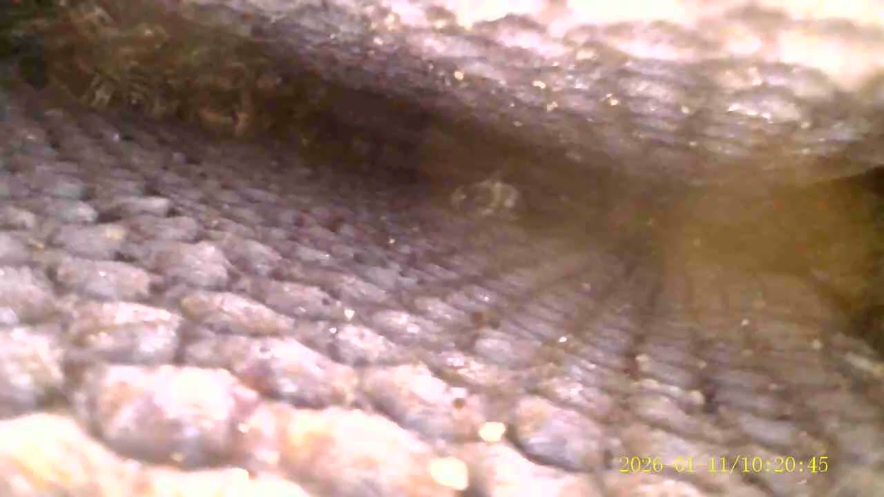 Winter hive observations, Jan. 11, 2023, Red nuc