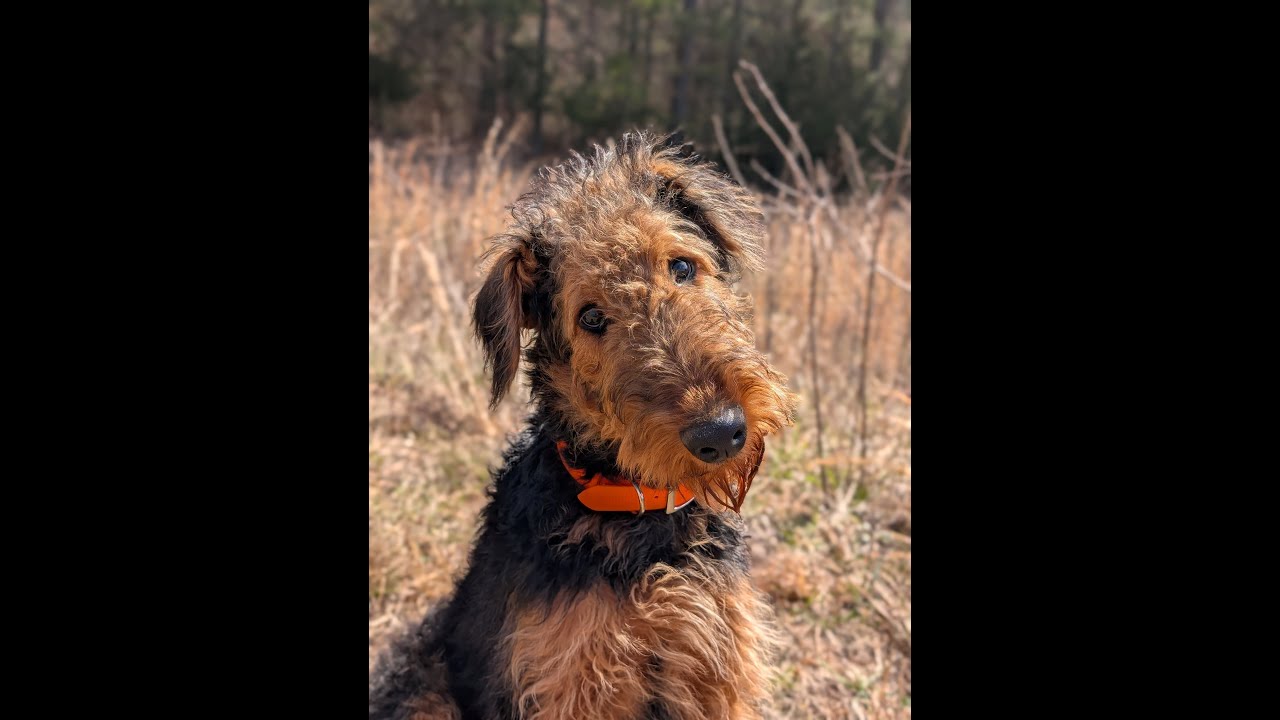 6-month-old Airedale Terrier hunting upland bird  #airedalete #birddog #chukar  #huntingdog  #priest