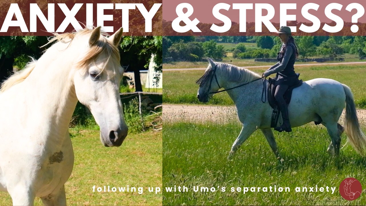 Horse Separation Anxiety (part 2) // Umo's story part 15