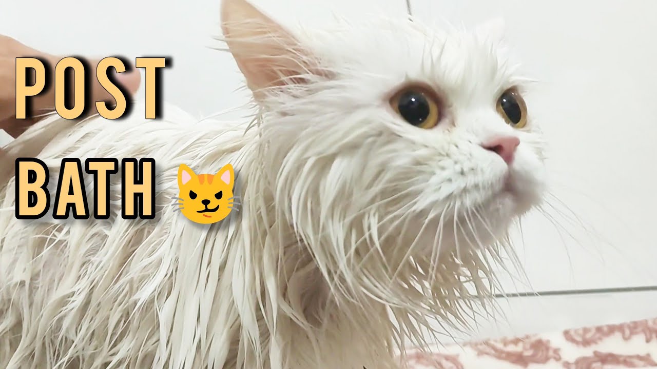 Persian Cat After Bath Routine 🛁 | Pani Part 2