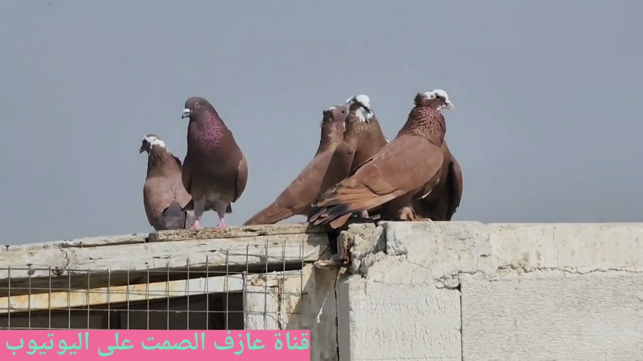 صيد 💪 وغربه حطن😅ومخباط وغربه بالجمله 😡وأشكال والاوان 👍طبكة  وتفاصيل وضياع 🫶