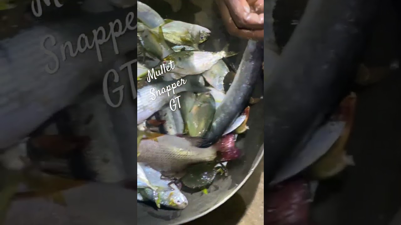 Mullet Fish | Back Water River Fishing || #viral #shorts #trending #hunting
