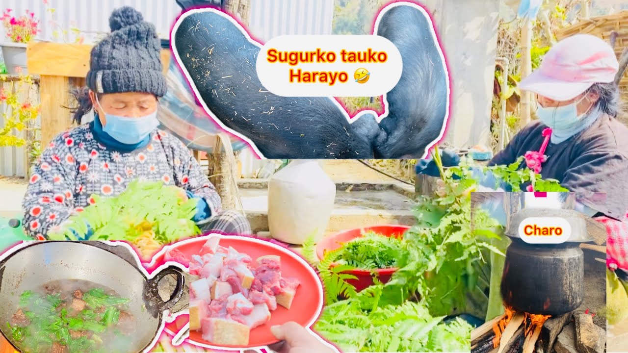 Jungleko charo khojna aklai gaya/sugurko masu majjale khaiyo 🙏🥰@Raisibling 