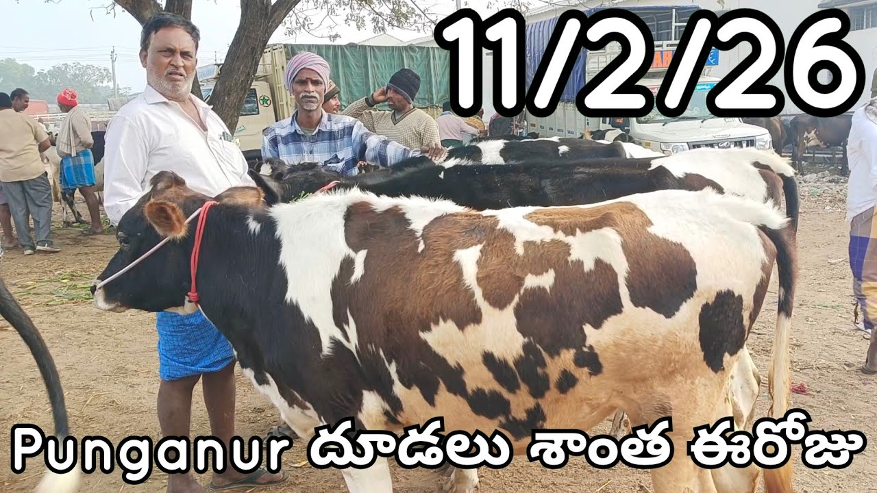Punganur Calfs Market Today 🐄