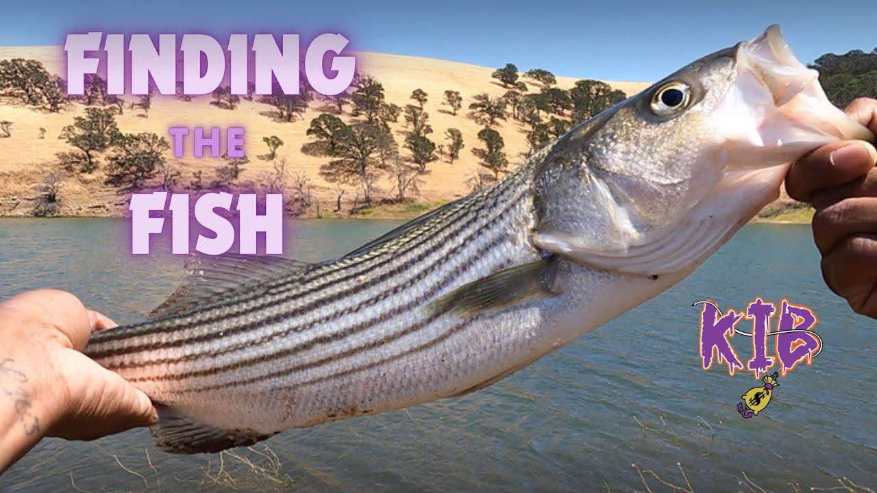 Exploring Bay Area Lakes For Rainbow Trout & Striped Bass