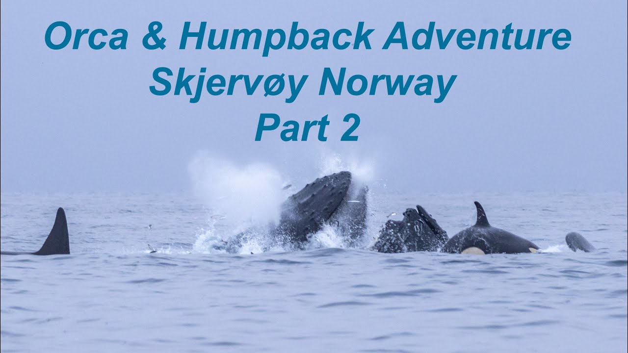 Skjervøy Whale Adventure - Part2