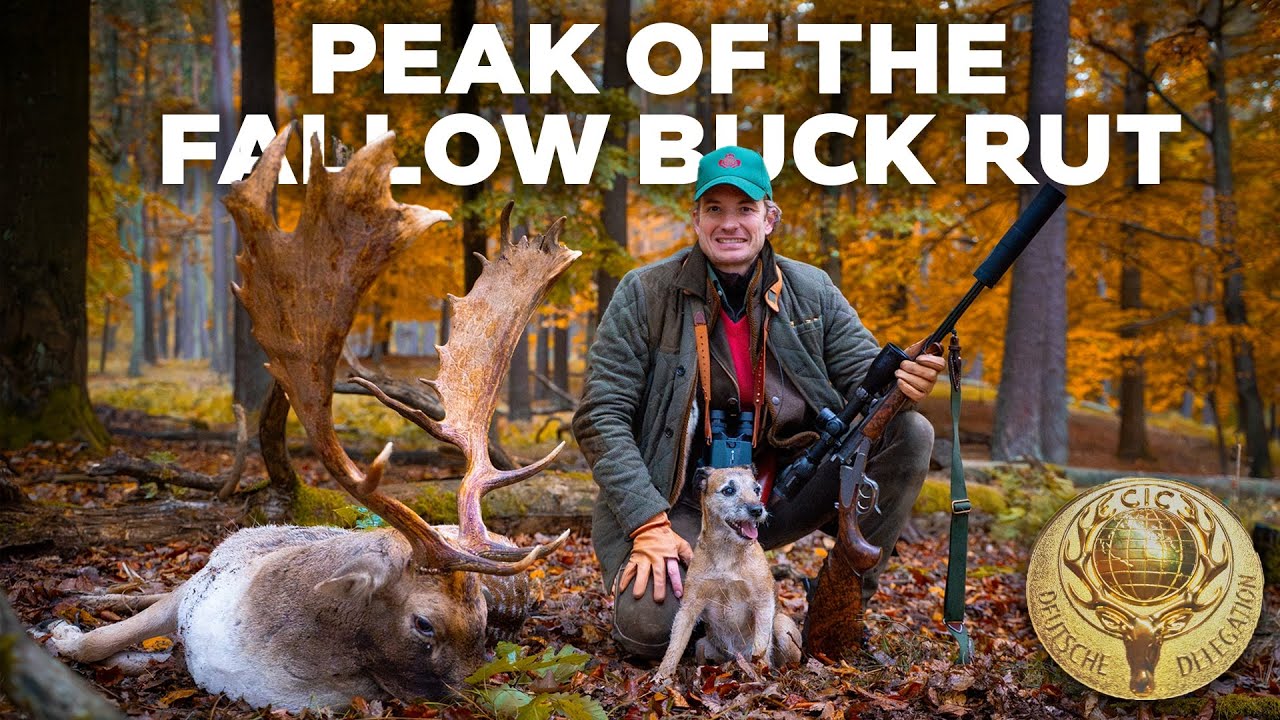 Franz-Albrecht Hunts the Peak of the Fallow Buck Rut