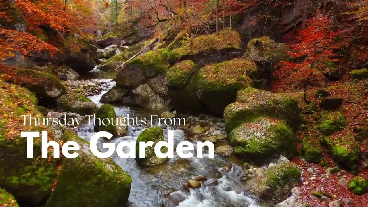 Root Season, Not Blossom Season: Finding Calm in the Chores: Thursday Thoughts from the Garden