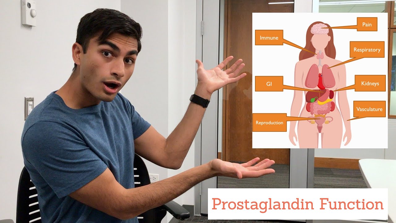 Prostaglandins - Role in the Human Body