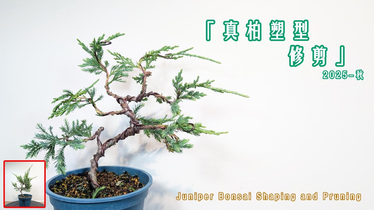 重新整理半年前塑型的的真柏！Restyling a juniper that was last shaped six months ago.