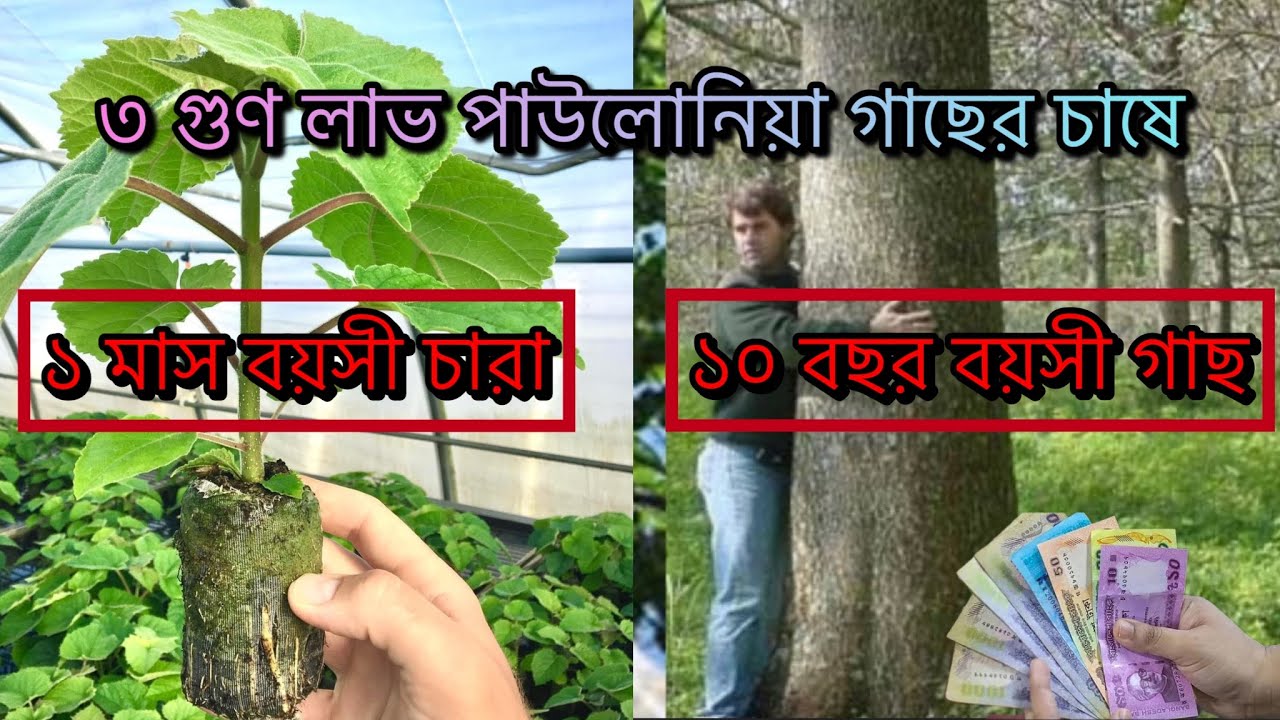 ভুল গাছ লাগিয়ে জমি নষ্ট করছেন? বাগান করার আগে ভিডিওটি দেখুন। #পাউলোনিয়া #paulownia