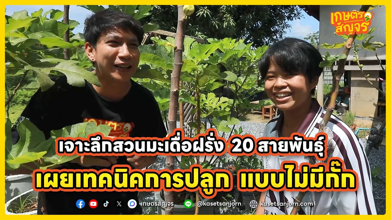 เจาะลึกสวนมะเดื่อฝรั่ง มากกว่า 20 สายพันธุ์ เผยเทคนิคการปลูกแบบไม่มีกั๊ก | เกษตรสัญจร
